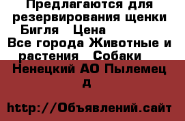 Предлагаются для резервирования щенки Бигля › Цена ­ 40 000 - Все города Животные и растения » Собаки   . Ненецкий АО,Пылемец д.